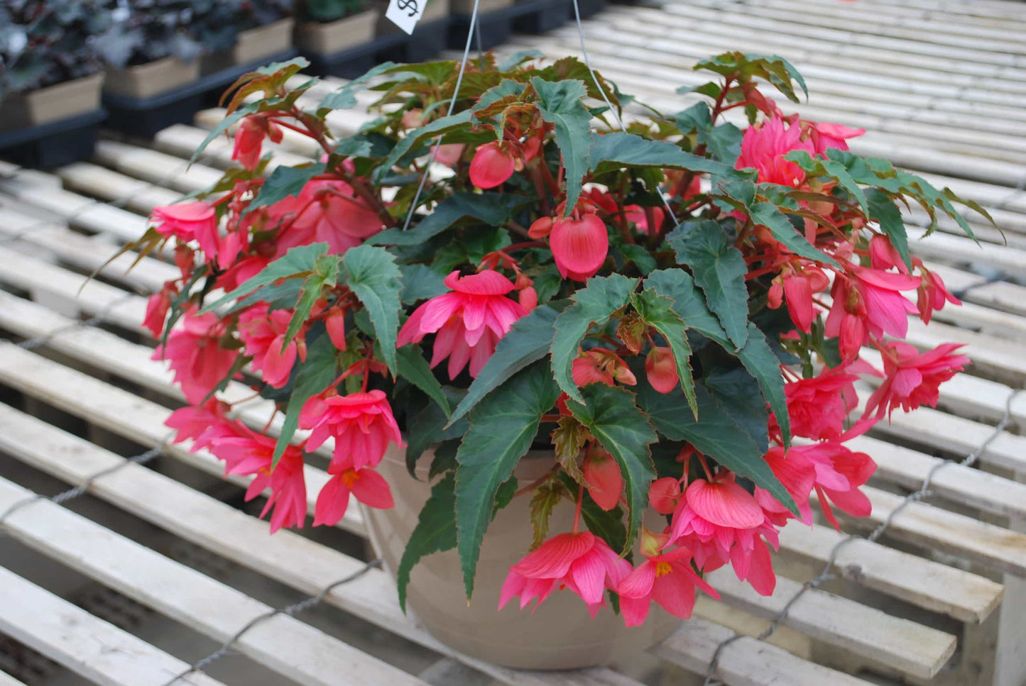 Begonia Hanging Basket