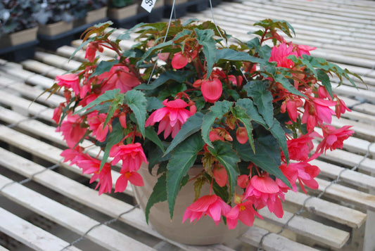 Begonia Hanging Basket