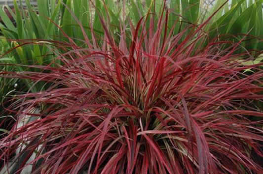Red Rubrum Ornamental Grass